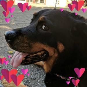 Meet your Posher, Suzy